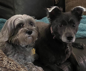 Two dogs laying on their stomach looking at camera one light brown dog then one black dog 