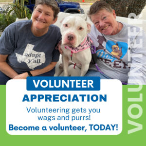 Volunteer Appreciation