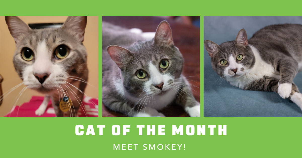 June 2023 Cat Of The Month