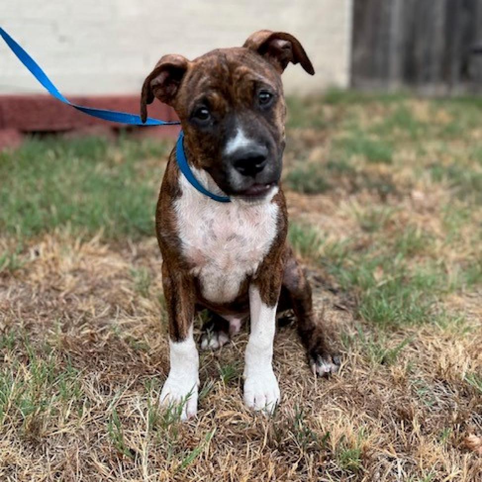 View Adoptable Dogs Dallas, TX | Dallas Pets Alive! | 2023