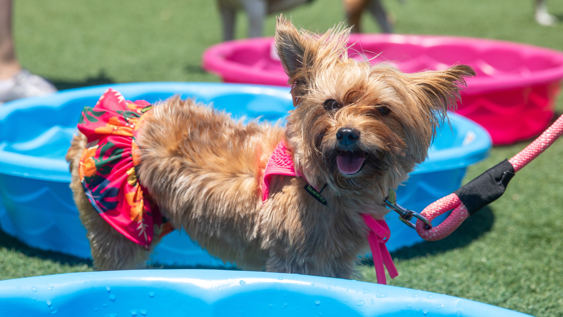 National Dog Day Dallas Pets Alive!