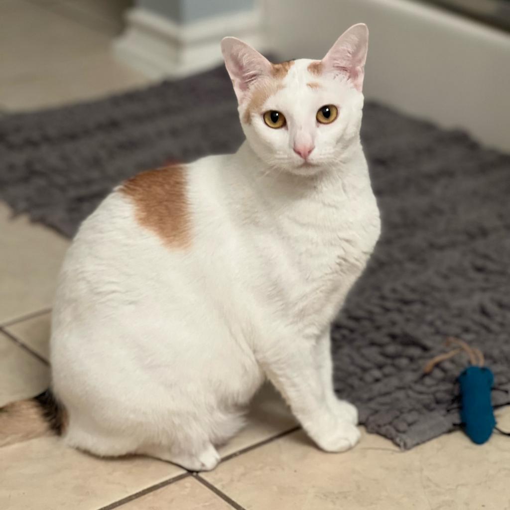 View Adoptable Cats Dallas, TX | Dallas Pets Alive! | 2023